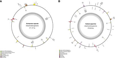 Comparative analysis of mitochondrial genomes of Schisandra repanda and Kadsura japonica